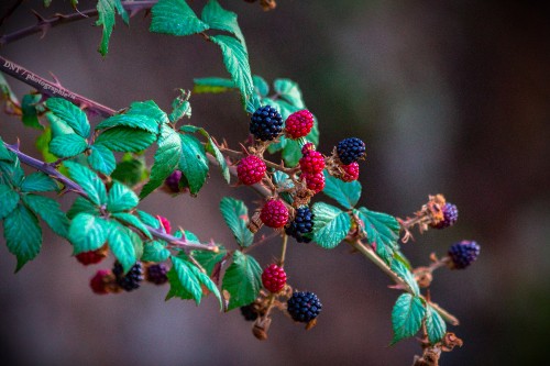 Image red and black round fruits