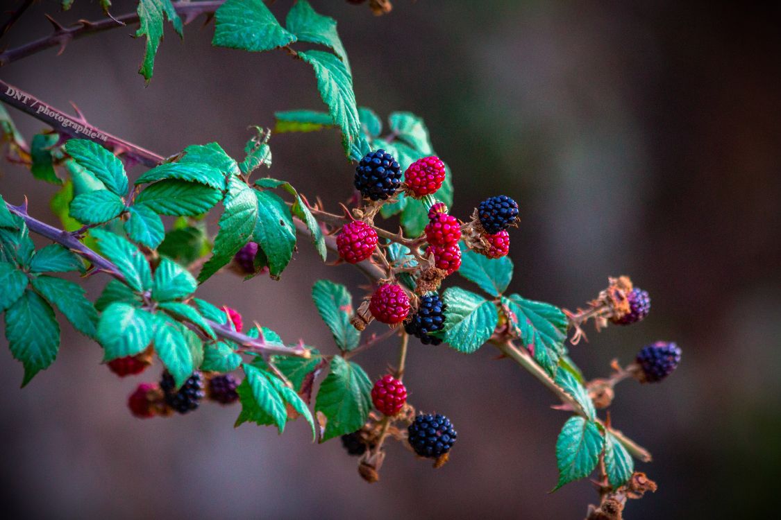 Fruits Ronds Rouges et Noirs. Wallpaper in 5184x3456 Resolution