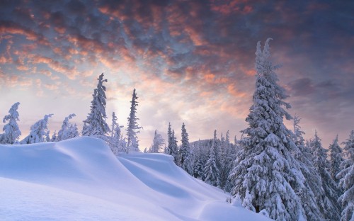 Image snow covered pine trees on snow covered mountain during daytime