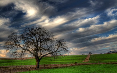 Image leafless tree on green grass field under cloudy sky during daytime