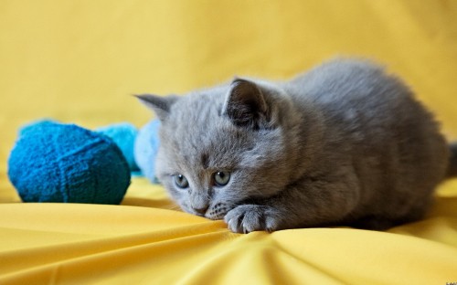 Image russian blue cat lying on yellow textile