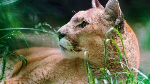 Image brown lioness lying on ground