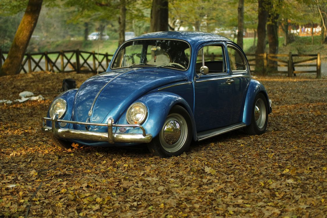 Volkswagen Beetle Bleu Sur Les Feuilles Séchées Brunes Pendant la Journée. Wallpaper in 5472x3648 Resolution