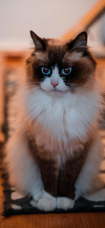 Moustache, Ragdoll, Asiatique Mi-longs, de la Mer Egée Chat, Gueux. Wallpaper in 828x1792 Resolution
