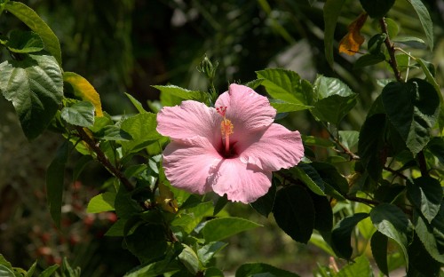 Image pink hibiscus in bloom during daytime