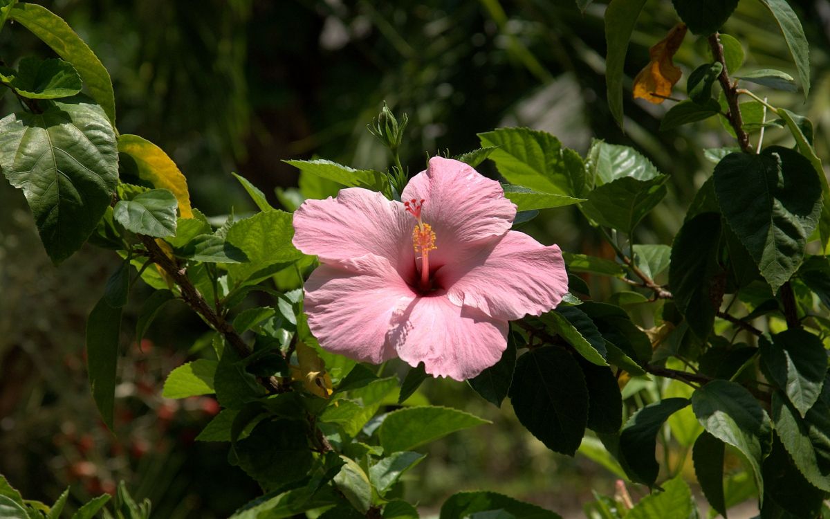 pink hibiscus in bloom during daytime