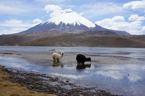 Image white and black sheep on gray sand during daytime