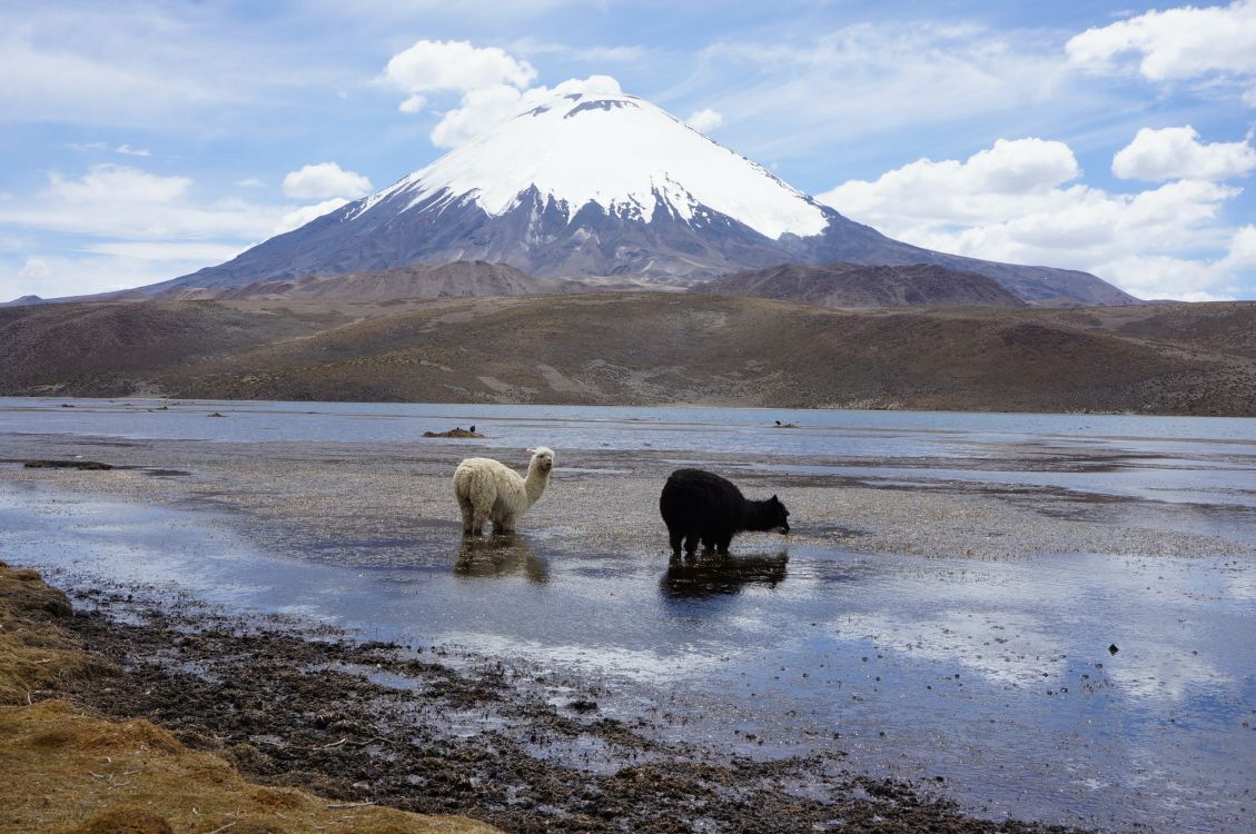 white and black sheep on gray sand during daytime