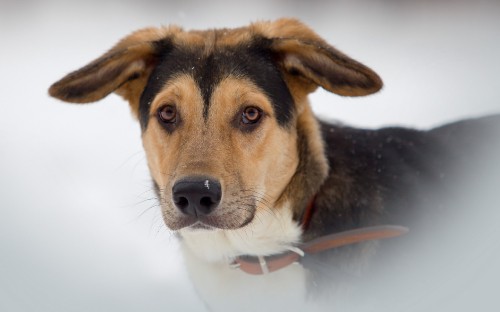 Image dog, beagle, snout, dog breed, whiskers