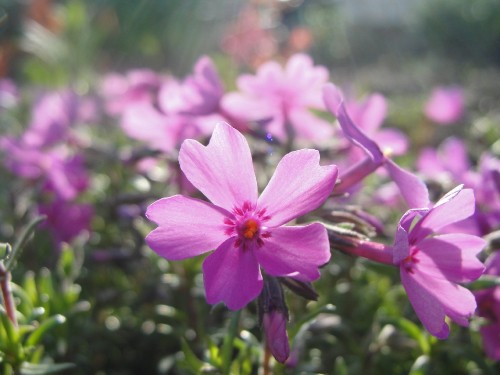 Image pink flower in tilt shift lens