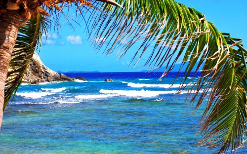 Image green palm tree near sea during daytime