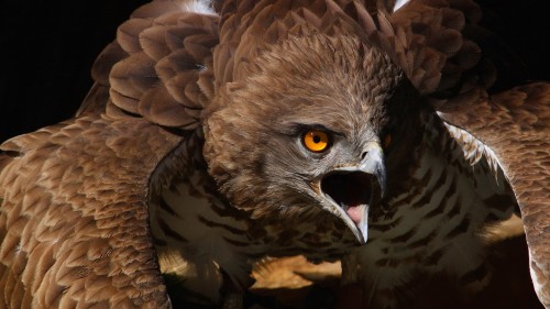 Image brown and white eagle on brown tree branch