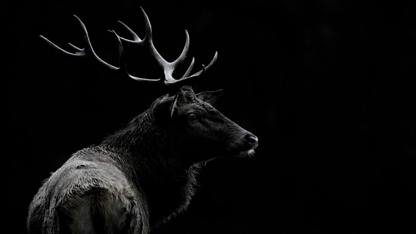 Animal Blanco y Negro Con Alas Blancas. Wallpaper in 2048x1152 Resolution