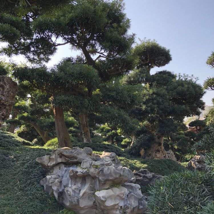 植被, 生物群落, 露头, 松的家庭, Evergreen 壁纸 1772x1772 允许