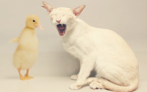 Image white cat beside yellow chick on white ceramic bathtub