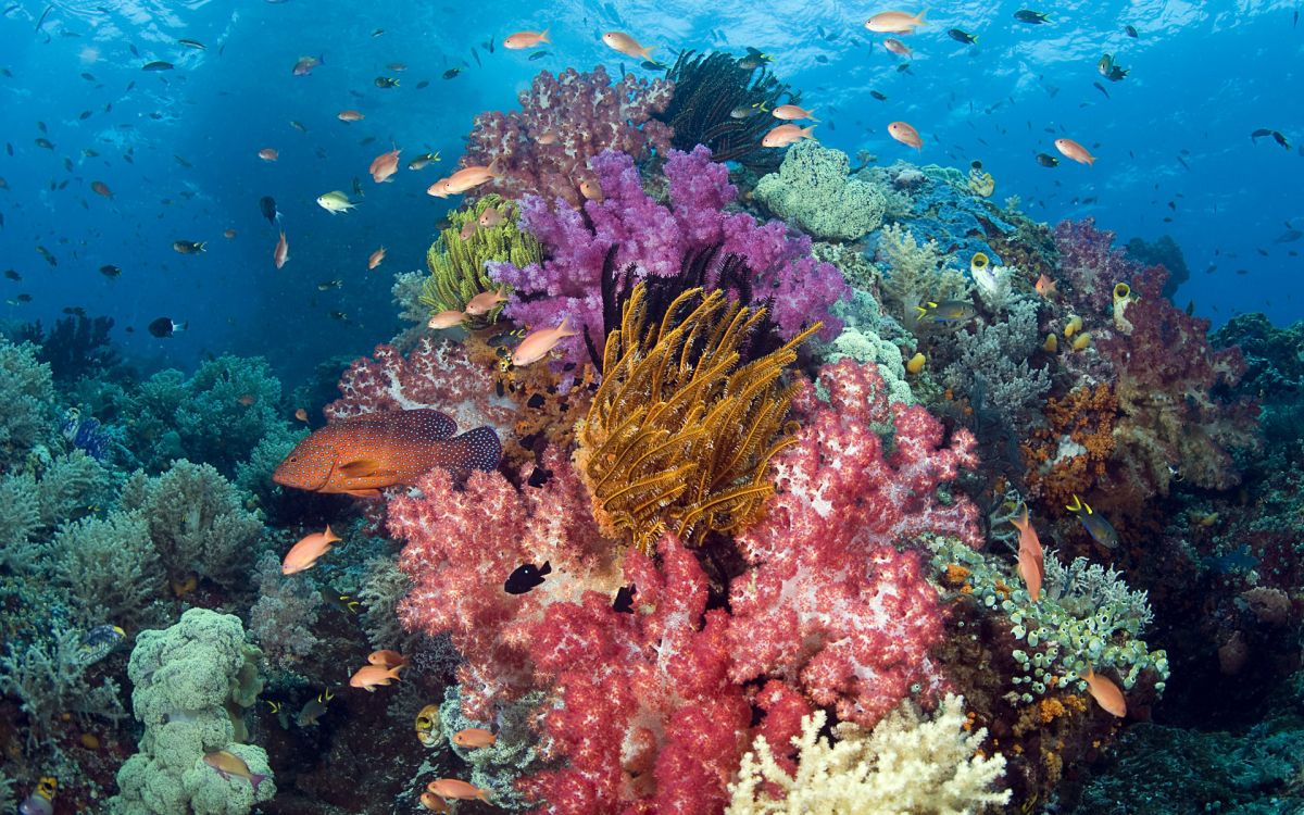 yellow and black fish on body of water