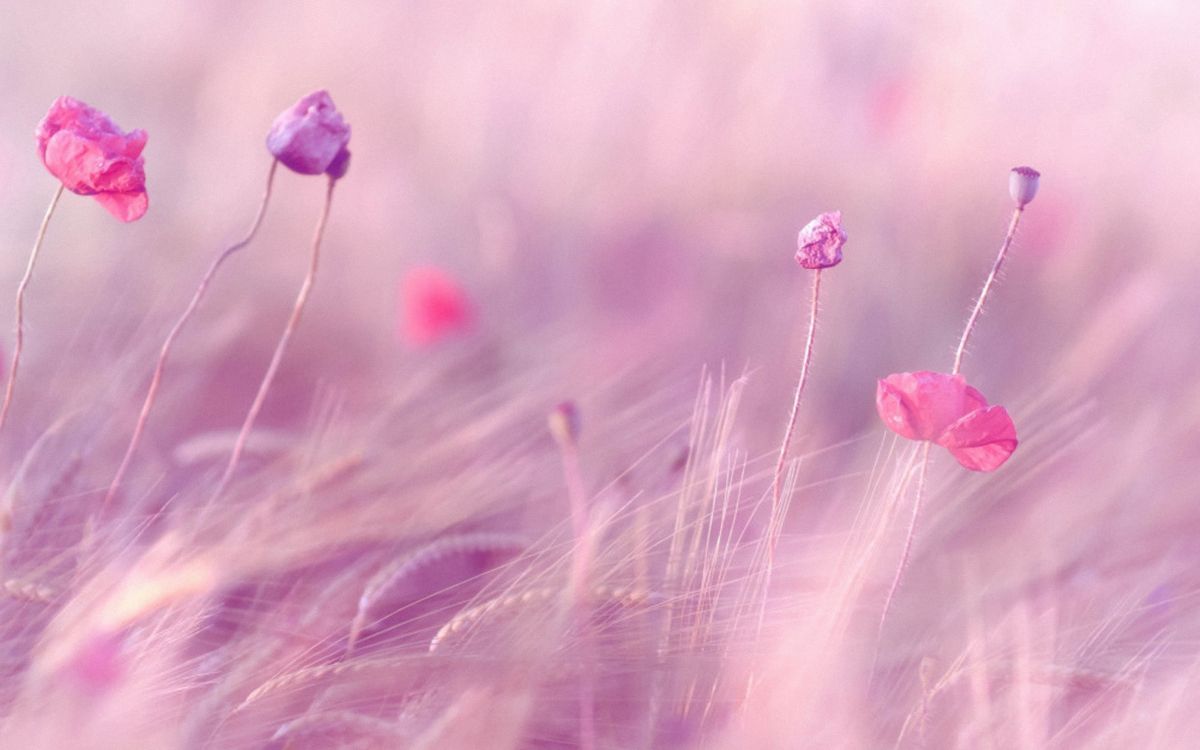 Pink Flower in Macro Lens. Wallpaper in 3216x2010 Resolution