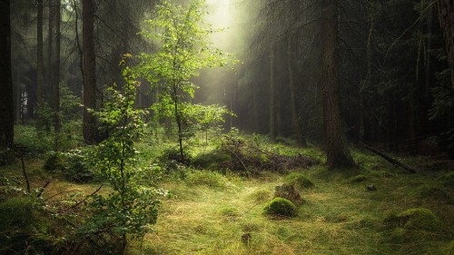 Image green grass and trees during daytime