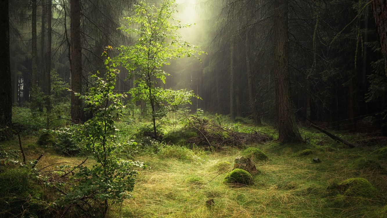 green grass and trees during daytime