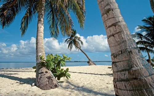 Image brown tree trunk on white sand beach during daytime