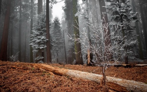 Image person in black jacket walking on forest during daytime