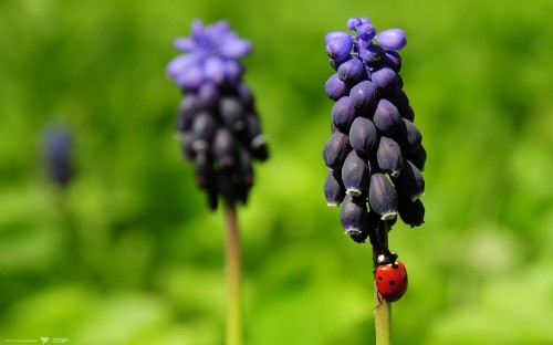 Image red ladybug perched on purple flower in close up photography during daytime