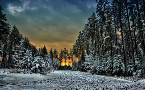 Image snow covered trees under cloudy sky during daytime