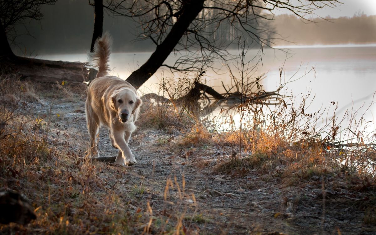 Golden Retriever Caminando Sobre el Campo de Hierba Marrón Durante el Día. Wallpaper in 2560x1600 Resolution