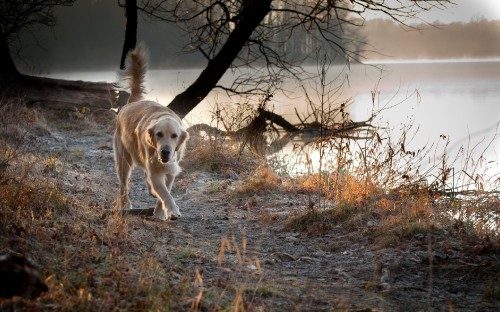 Image golden retriever walking on brown grass field during daytime