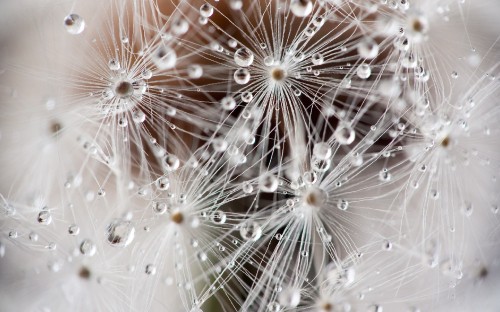 Image water droplets on white dandelion