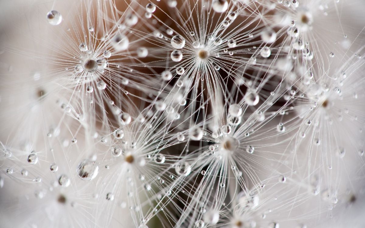 water droplets on white dandelion