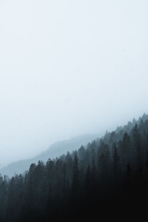 Mañana, Nieve, Neblina, Bruma, Ambiente. Wallpaper in 4160x6240 Resolution