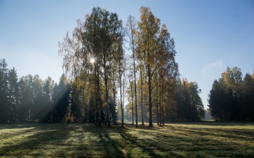 Image green trees on green grass field during daytime