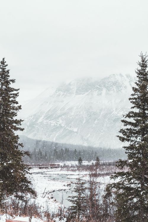 snow, winter, tree, freezing, mountain