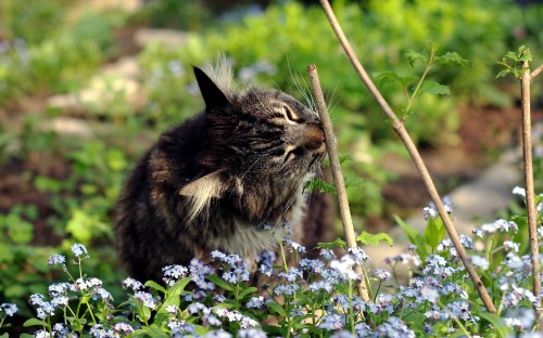 Image brown tabby cat on white and purple flowers during daytime