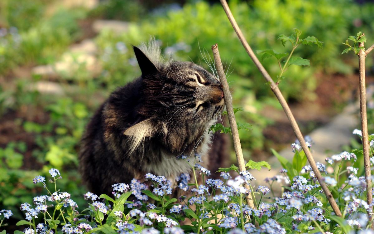 brown tabby cat on white and purple flowers during daytime