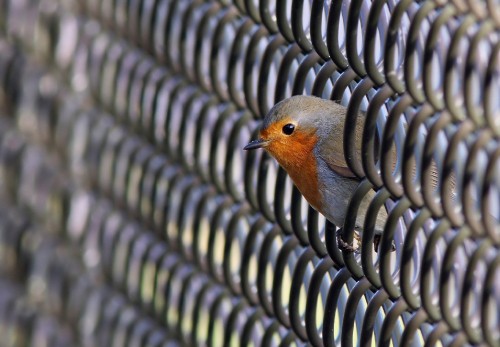 Image blue and brown bird on black metal fence during daytime