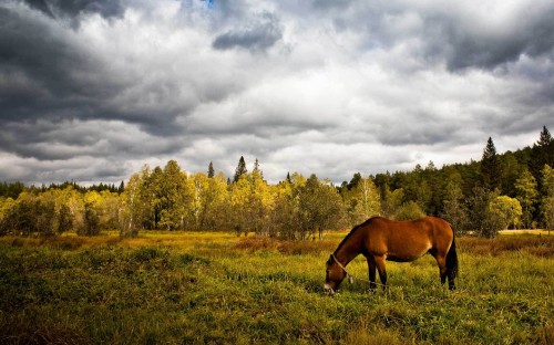 Image brown horse on green grass field under cloudy sky during daytime