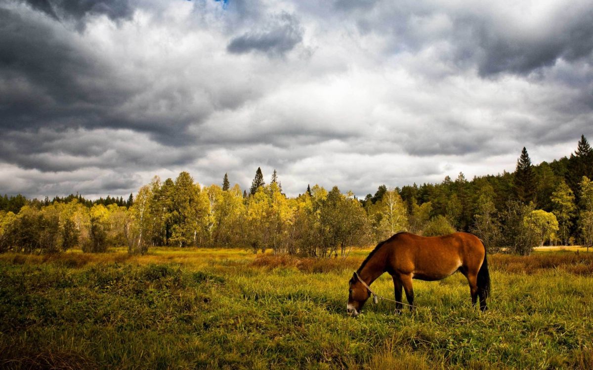 brown horse on green grass field under cloudy sky during daytime