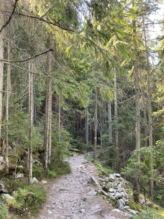 Végétation, Nature, Environnement Naturel, Plante de la Communauté, Forêt. Wallpaper in 1536x2048 Resolution