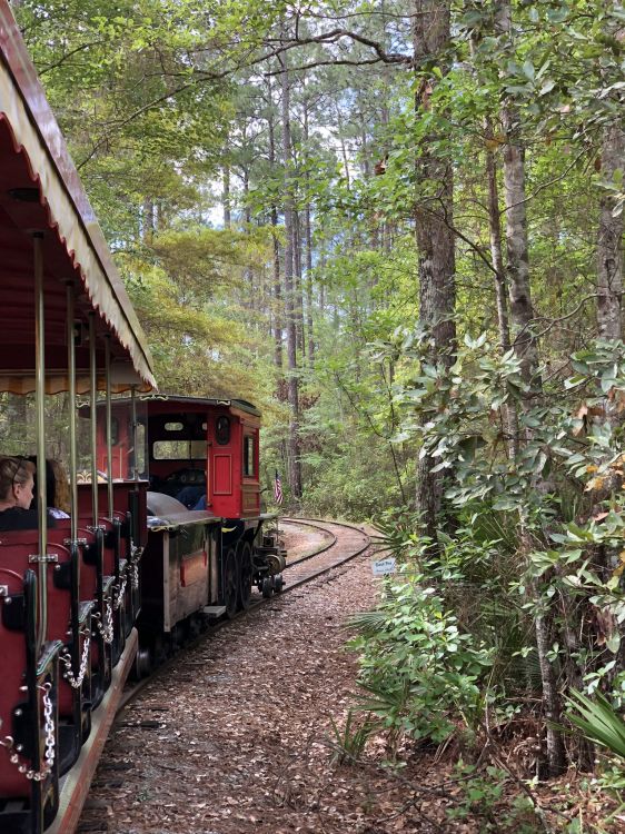 el Transporte Ferroviario, Tren, Ferrocarril Coche, Pista, Planta Leñosa. Wallpaper in 1536x2048 Resolution