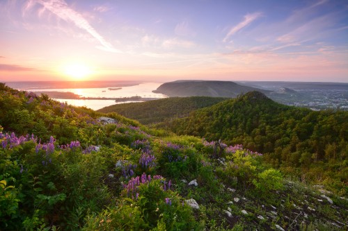 Image purple flowers on green grass field near body of water during daytime