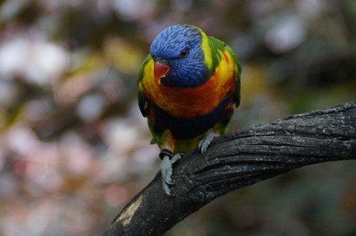 Image blue yellow green and orange bird on brown tree branch