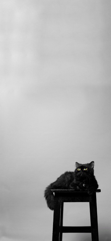 Image portrait, cat, plant, table, cloud