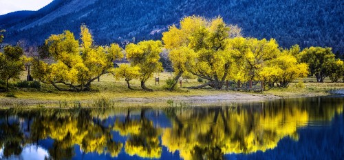 Image green trees beside body of water during daytime