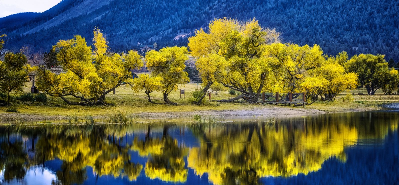 green trees beside body of water during daytime