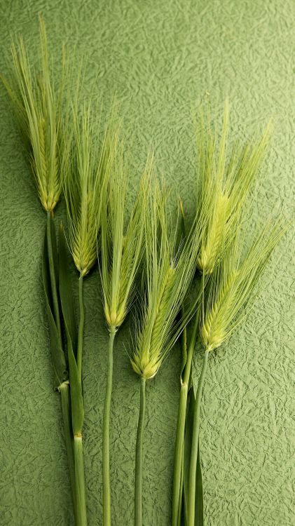 TCL, Grain de la Nourriture, Android, OPPO, Green. Wallpaper in 1080x1920 Resolution