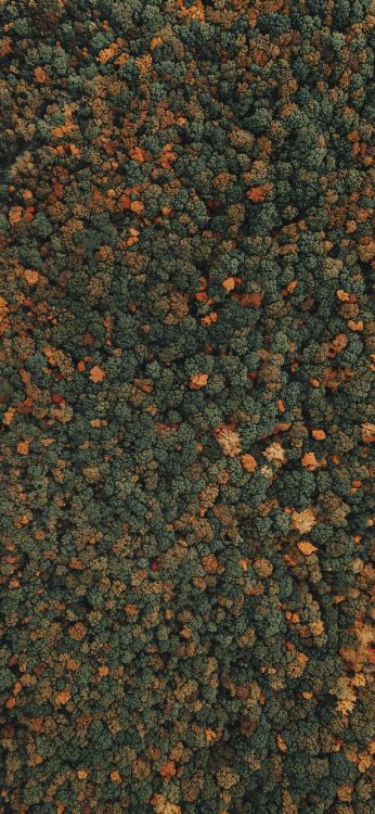 Forêt, Orange, Peach. Wallpaper in 1080x2340 Resolution