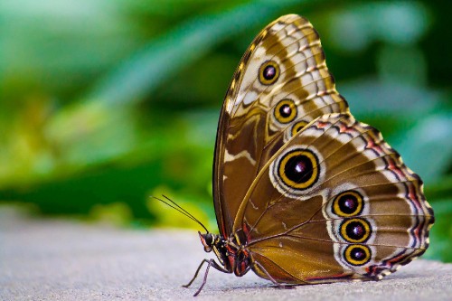 Image brown and black butterfly on white textile