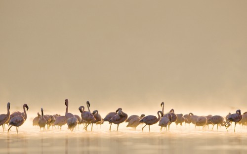 Image Flamingos, macbook air, apples, iMac, camel